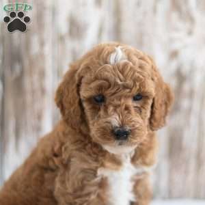 Ozzy, Mini Goldendoodle Puppy
